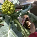 ロマネスコの写真