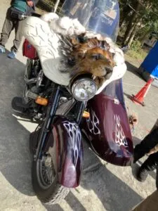 この写真はライオンの装飾がされたバイクの写真です