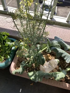 スティック・セニョールの写真