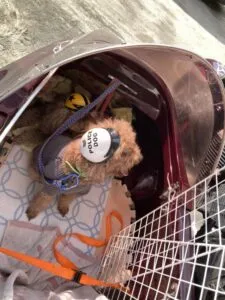 この写真はヘルメットをかぶったトイプードルがバイクのサイドカーに乗ってる写真1です