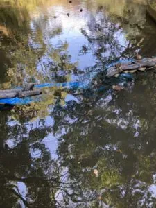 この写真は宮崎神宮の池で泳いでるカモの写真です