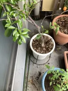 「写真の説明」　日向夏の鉢植えの写真