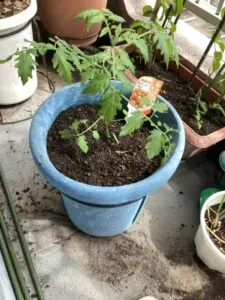 「写真の説明」　ミニトマトの写真
