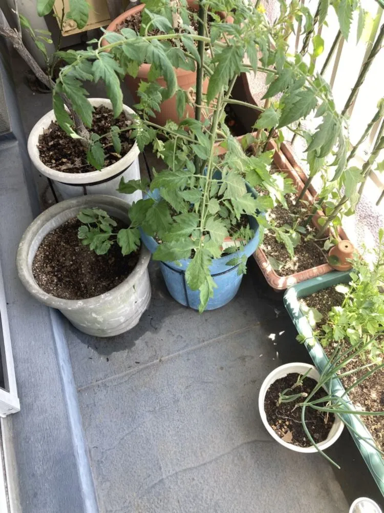 「写真の説明」 ベランダの野菜の写真2