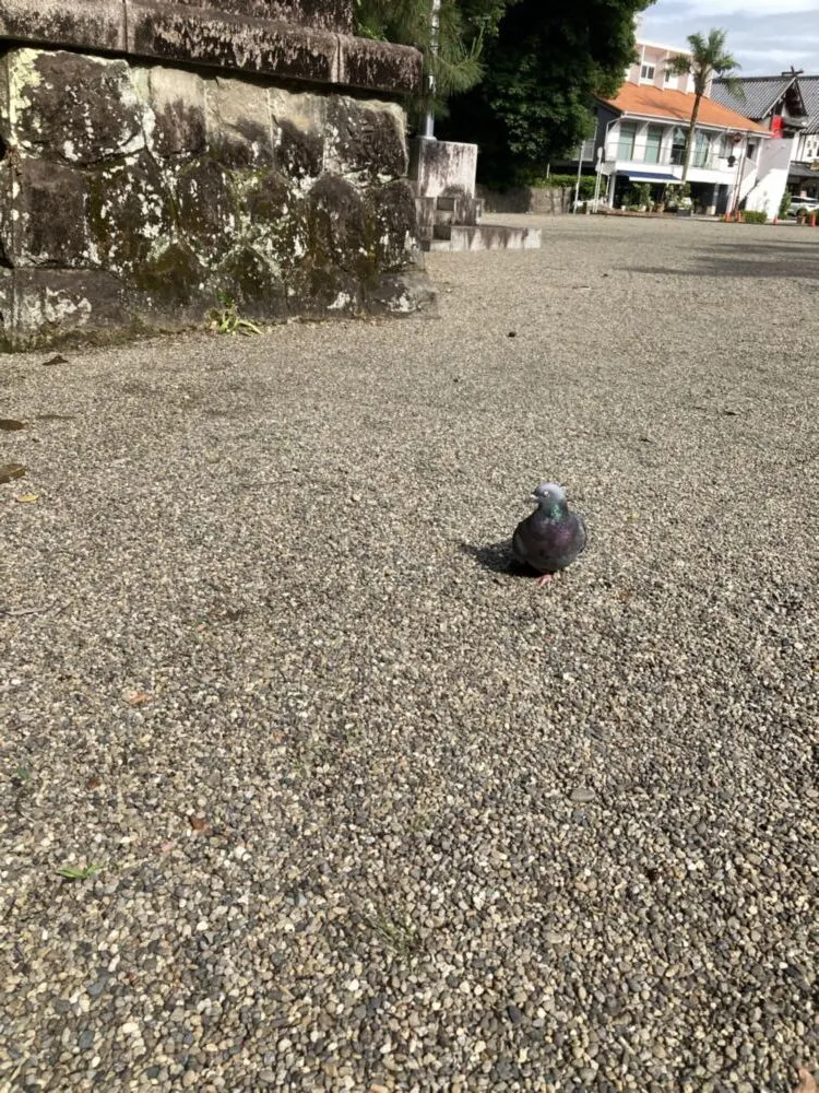 「写真の説明」　宮崎神宮のハトの写真