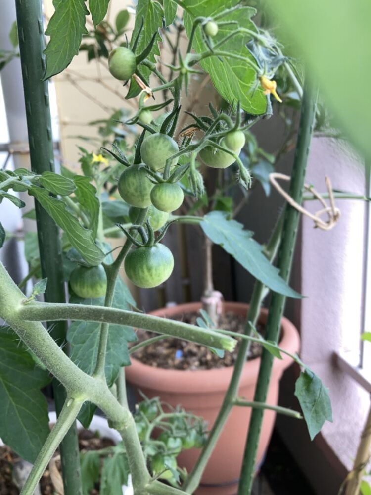 「写真の説明」　オレンジパルチェの写真