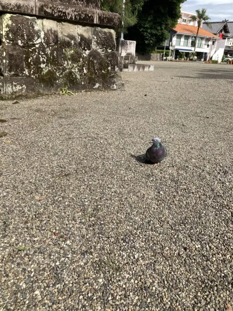 「写真の説明」　宮崎神宮のハトの写真