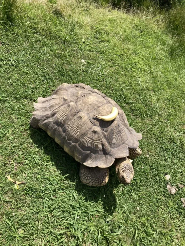 「写真の説明」　カメちゃんとバナナの比較の写真