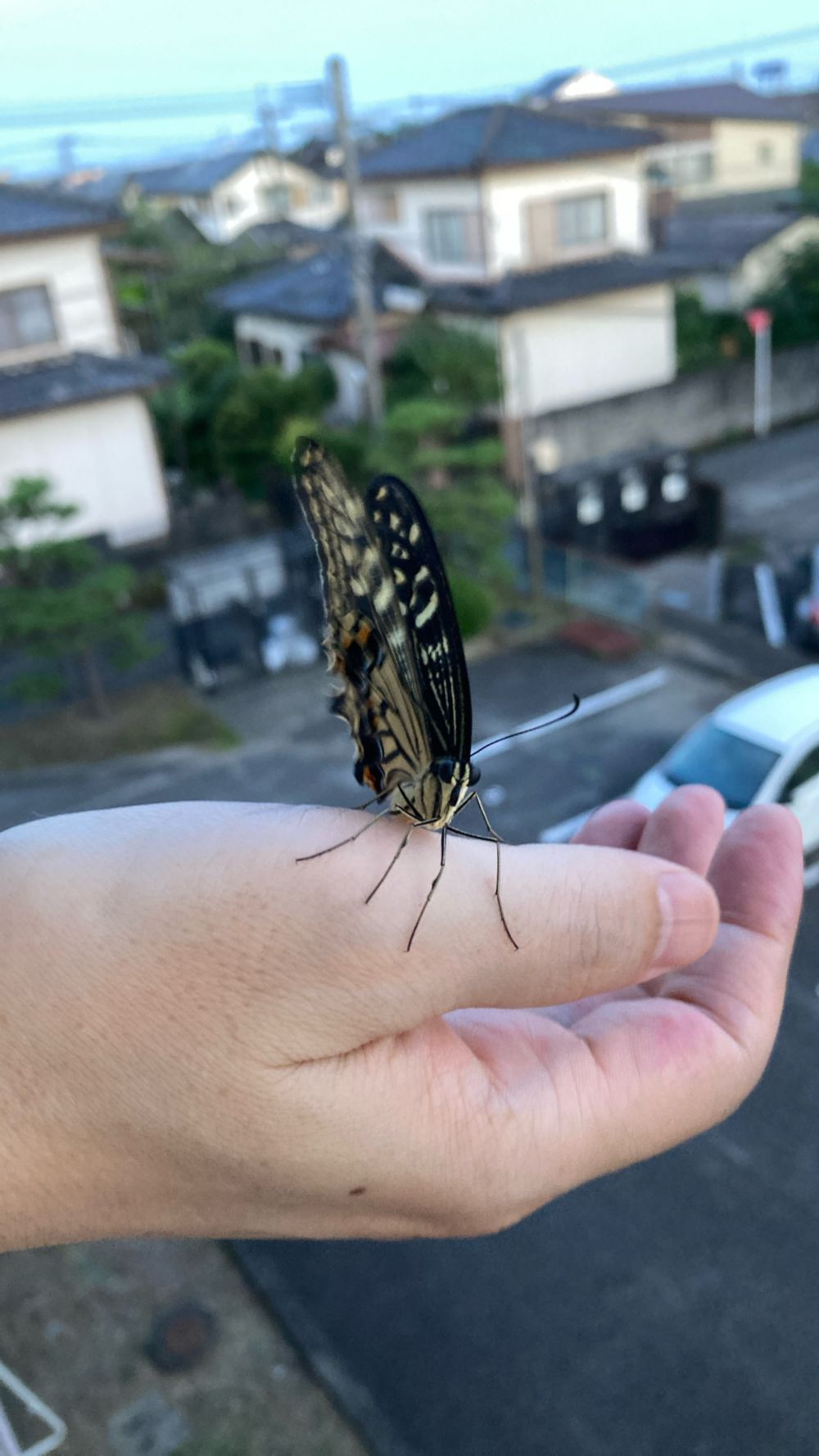 「写真の説明」　アゲハ蝶の写真3