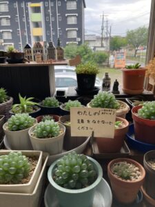 「写真の説明」Be My AI - 多肉植物の鉢植えが並んでいる様子です。中央の鉢には手書きのメモが挿してあり、「わたしの！（オブツーサ）頭をなでないでください。」と書かれています。窓の外には駐車場や建物、木々が見えます。