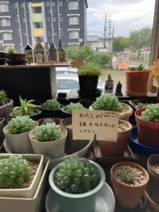 「写真の説明」Be My AI - 多肉植物の鉢植えが並んでいる様子です。中央の鉢には手書きのメモが挿してあり、「わたしの！（オブツーサ）頭をなでないでください。」と書かれています。窓の外には駐車場や建物、木々が見えます。