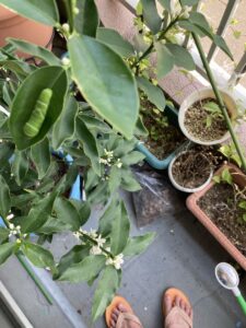 「写真の説明」Be My AI　ベランダの植物の写真です。複数の鉢植えが並んでおり、中央には緑の葉が茂った植物が写っています。その葉の一枚には緑色の芋虫がいます。植物には白い小さな花も咲いています。