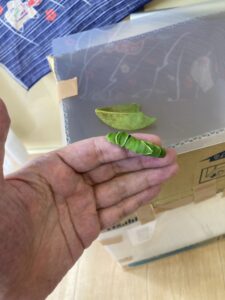 「写真の説明」Be My AI　緑色のアゲハチョウの幼虫と葉。手のひらの上に、鮮やかな緑色をしたアゲハチョウの幼虫が乗っています。幼虫のそばには小さな葉も一枚あります。背景には、前回の画像にも写っていた段ボールと透明なプラスチック板で作られた箱が見えます。