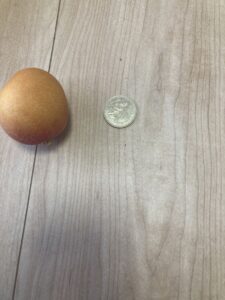 「写真の説明」　Be My AI　木目調のテーブルの上に、茶色い果物が1つと硬貨（コイン）が並べて置かれています。果物は丸く、表面にざらつきがあります。硬貨は比較のために置かれているようで、サイズ感がわかりやすくなっています。コインのデザインから日本の500円玉のように見えます。