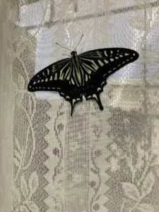 「写真の説明」Be My AI レースのカーテンにとまっている黒と黄色のアゲハチョウが写っています。カーテン越しに外の景色が少し見えており、明るい光が差し込んでいます。