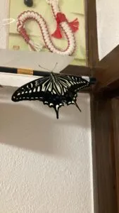 「写真の説明」Be My AI 黒と黄色のアゲハチョウが、室内の壁と木枠の角にとまっています。背景には和風の飾り(赤と白の組紐のようなもの)が額に入って飾られています。