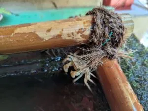「写真の説明」銭洗い神社のカニ