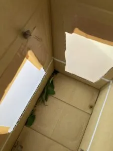 「写真の説明」アゲハのサナギの写真03