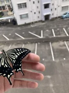 「写真の説明」Be My AI　手の上にとまっている黒と黄色のアゲハチョウ。