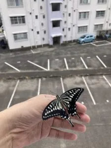 「写真の説明」Be My AI　手の上にとまっているアゲハチョウ。蝶は黒地に黄色い模様があり、羽を広げています。