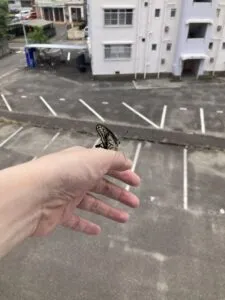 「写真の説明」Be My AI　手の上にとまっているアゲハチョウ。蝶は羽を閉じ気味で、手の甲の上にいます。