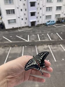 「写真の説明」Be My AI　手の上にとまっているアゲハチョウ。蝶は黒地に黄色い模様があり、羽を広げています。