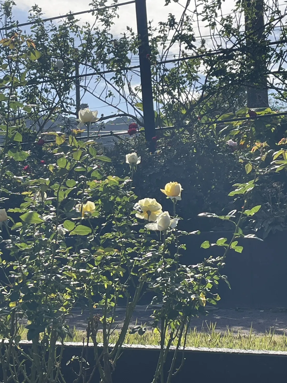 「写真の説明」黄色いバラの写真