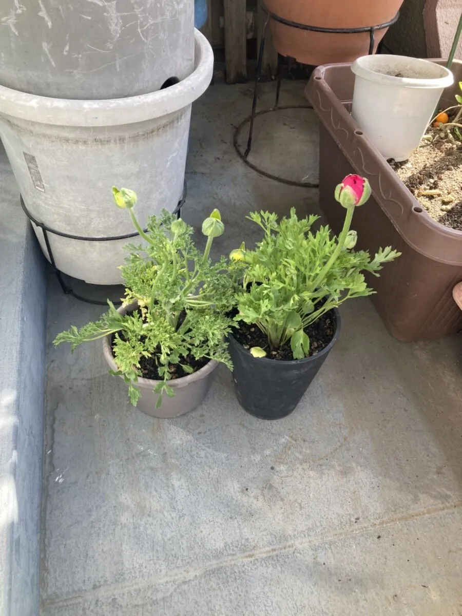 「写真の説明」ラナンキュラスが鉢植えに植えられてる