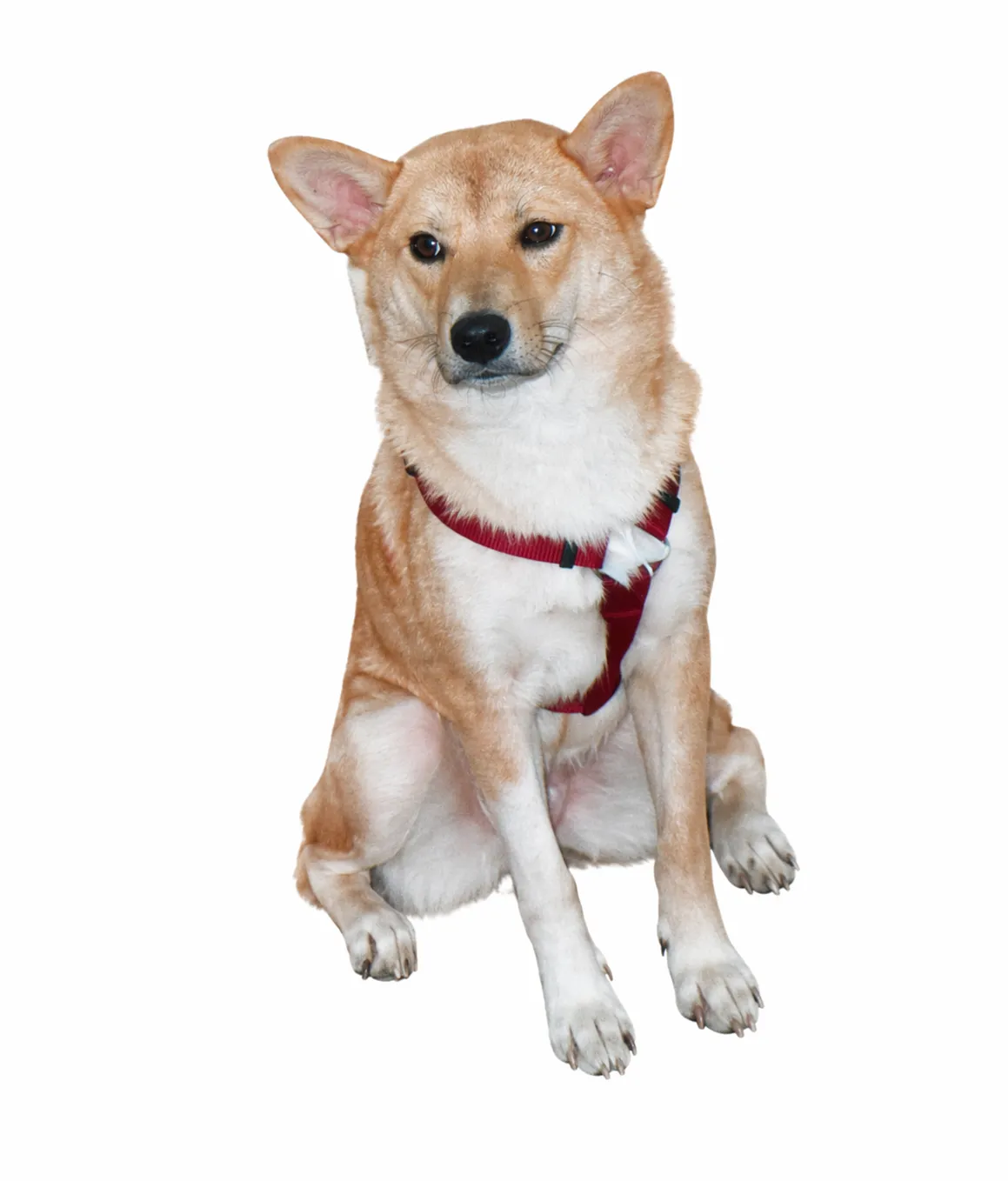 「写真の説明」柴犬の写真