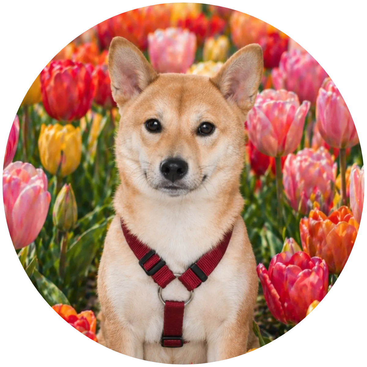 「写真の説明」柴犬とチューリップ